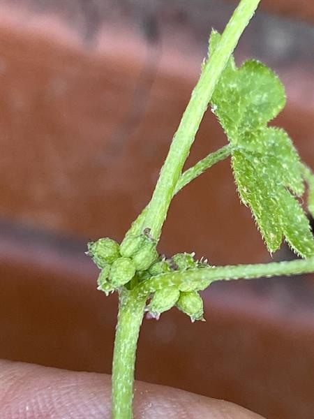 Flower buds in leaf axil