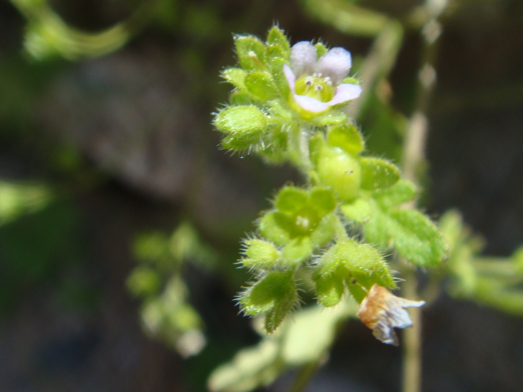Flower detail