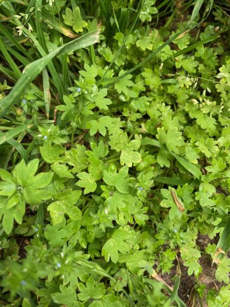 Speading form of the plant