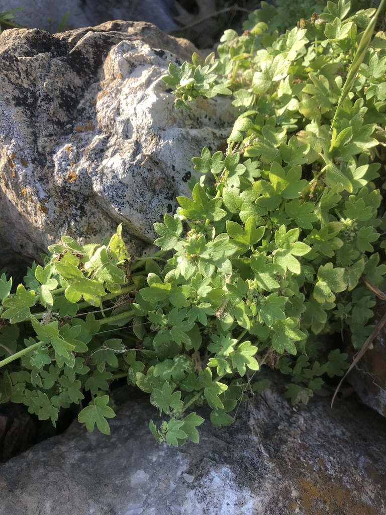 Form of plant