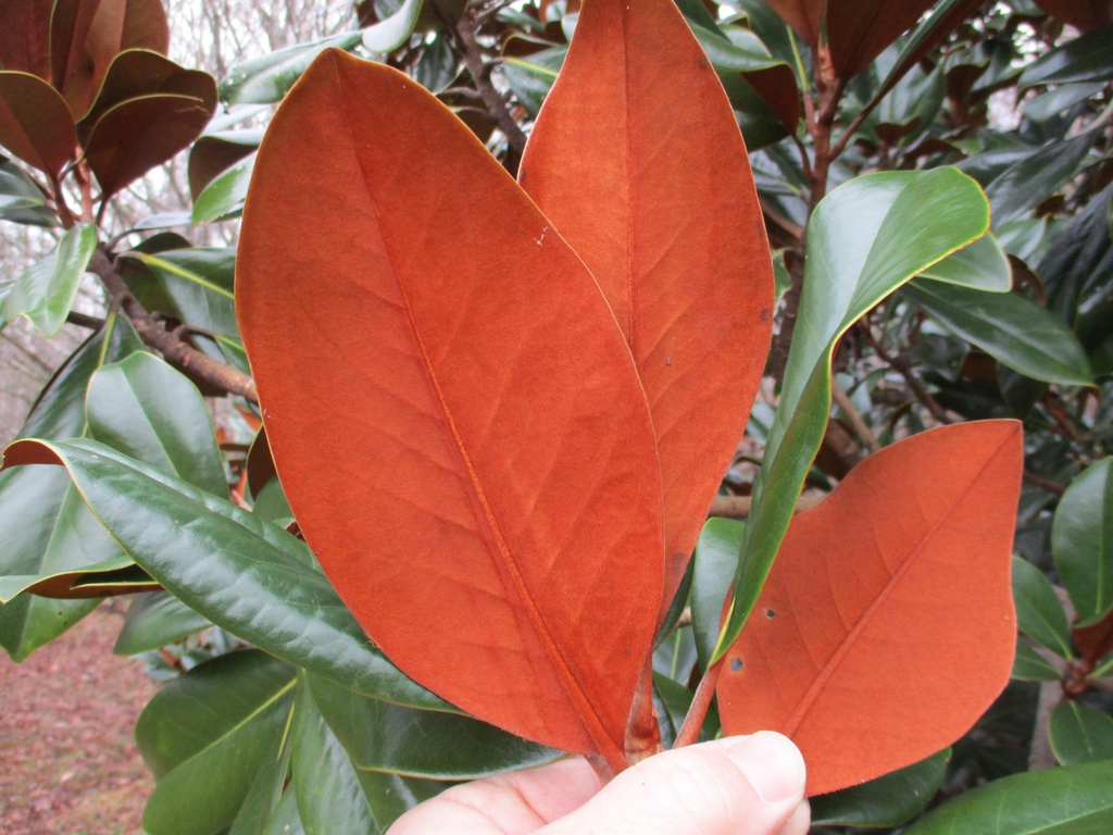 Leaf underside with chestnut brown indumentum.