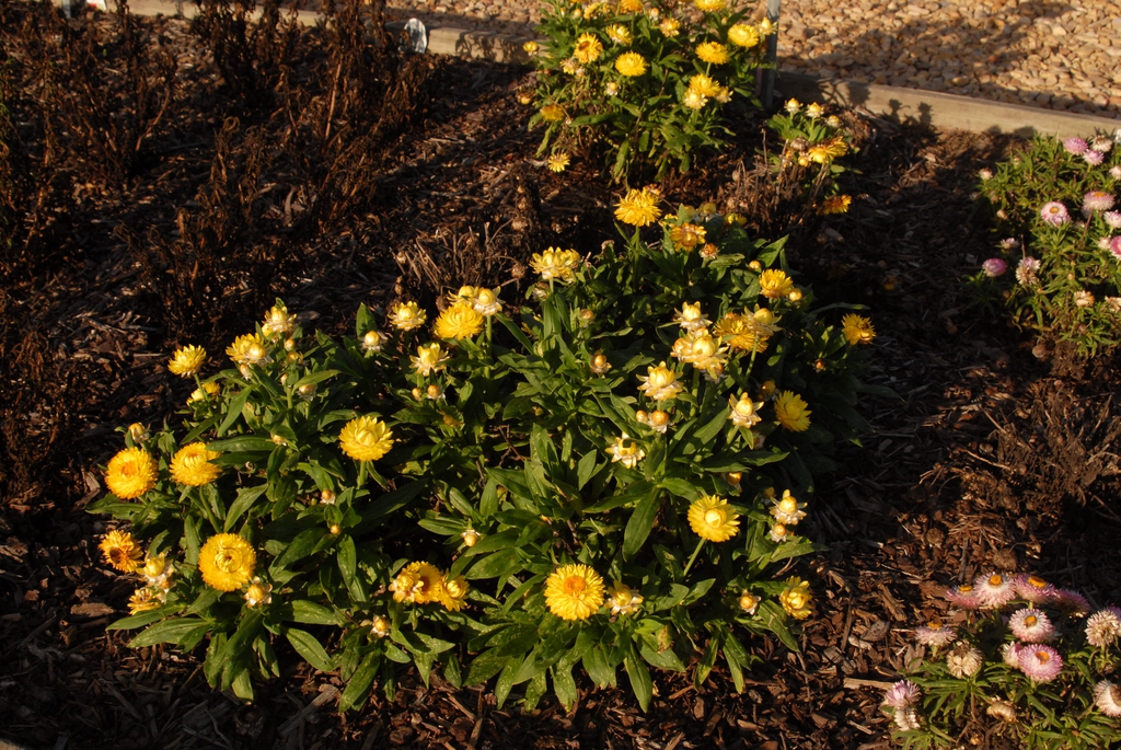 Bracteantha bracteata