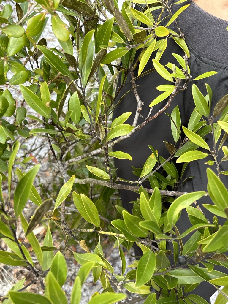 Leafy branches on a shrub.