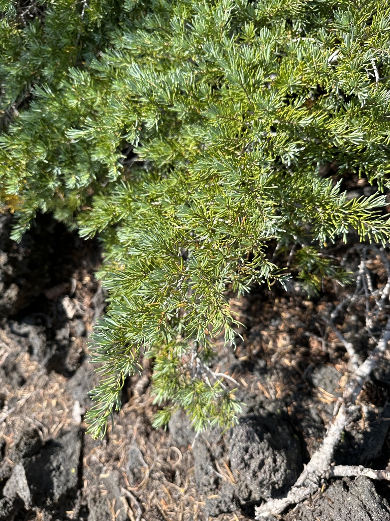 Branch in August in Lane County, Oregon