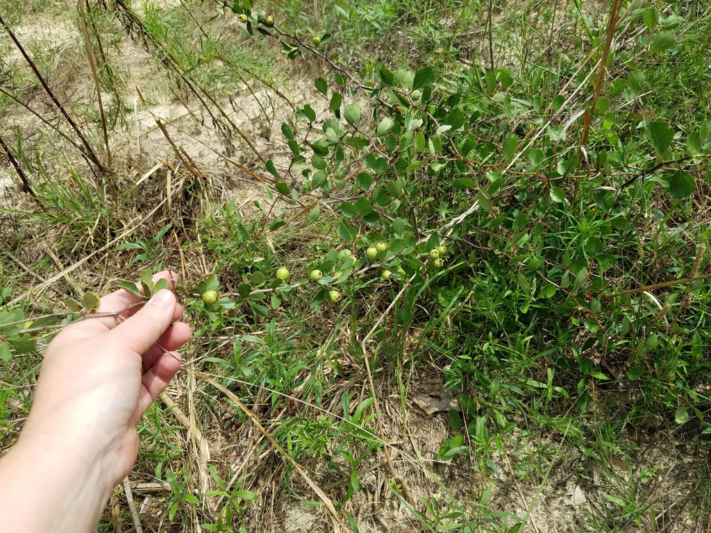 Branch in June in Emanuel County, Georgia