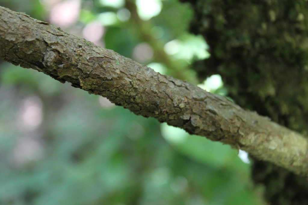 Branch in September in Elmore County, Alabama