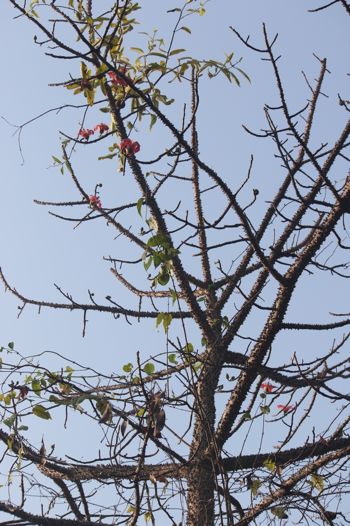 Branches in April in Goa, India