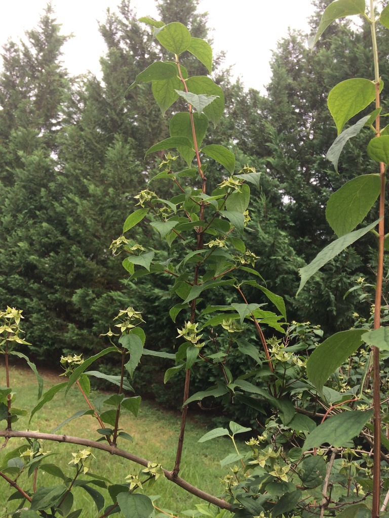 Branches in May in Mecklenburg County, North Carolina