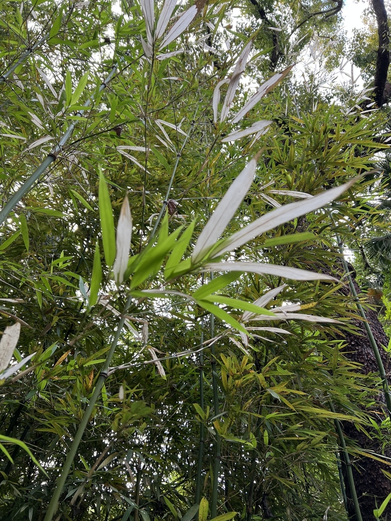 Branches in October in Central and West District, Hongkong