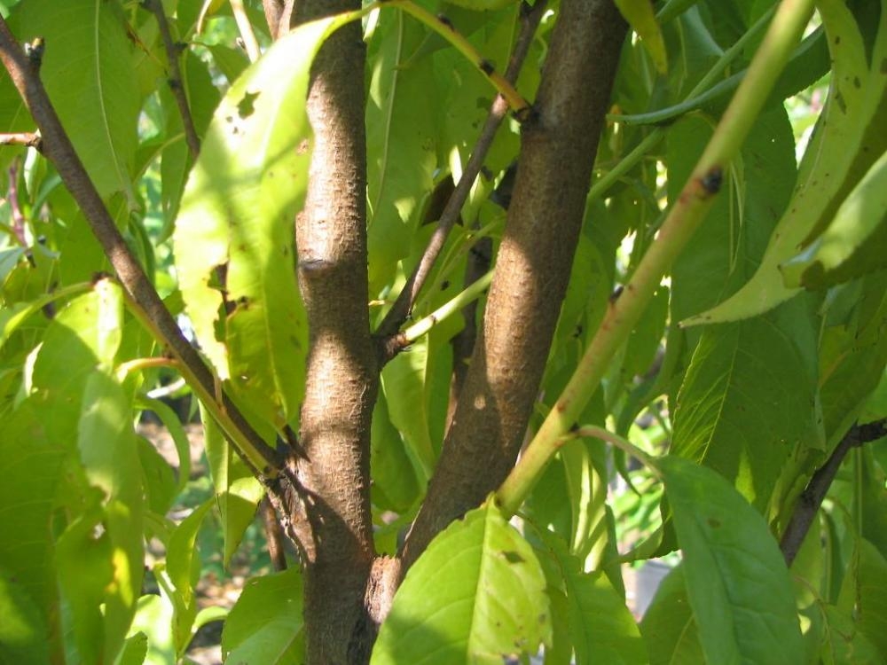 Branches in September in Merrifield, Virginia