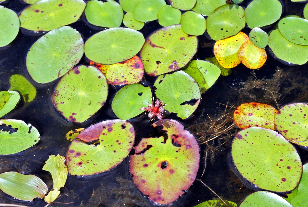 Brasenia schreberi