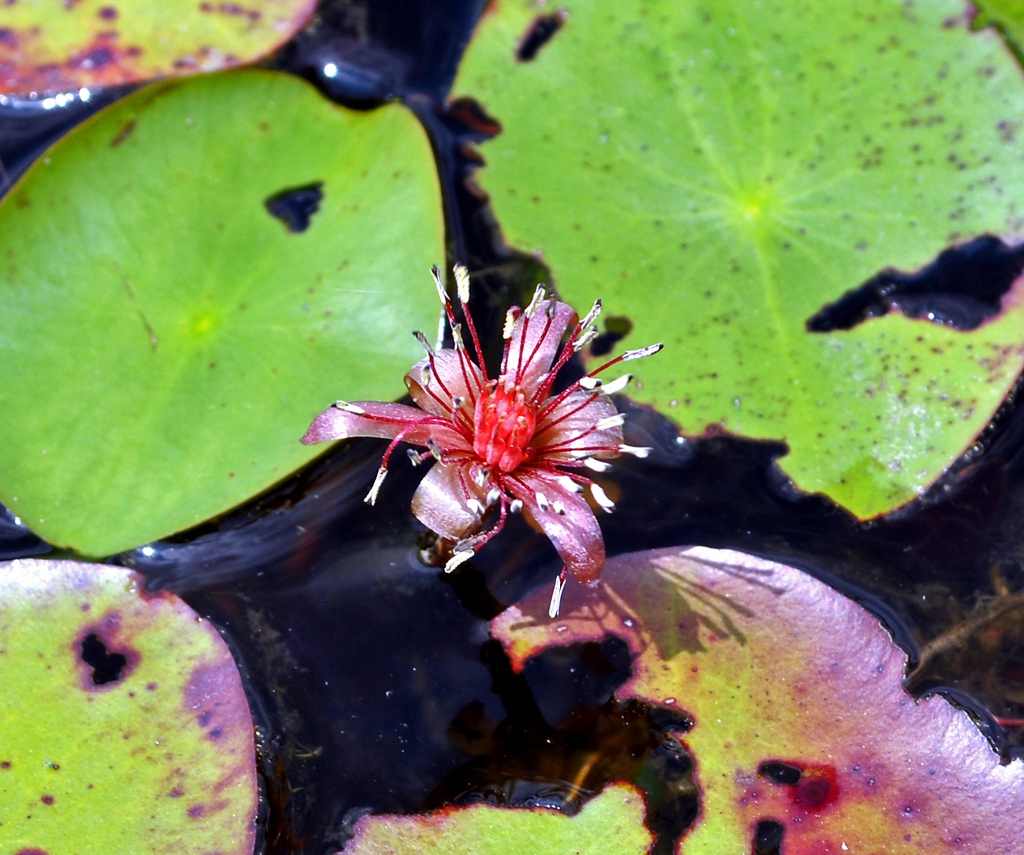 Brasenia schreberi flower