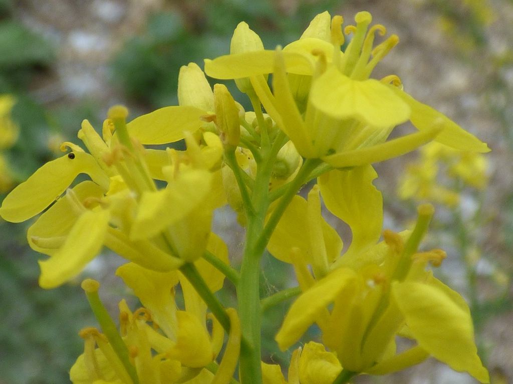 Brassica juncea flowers