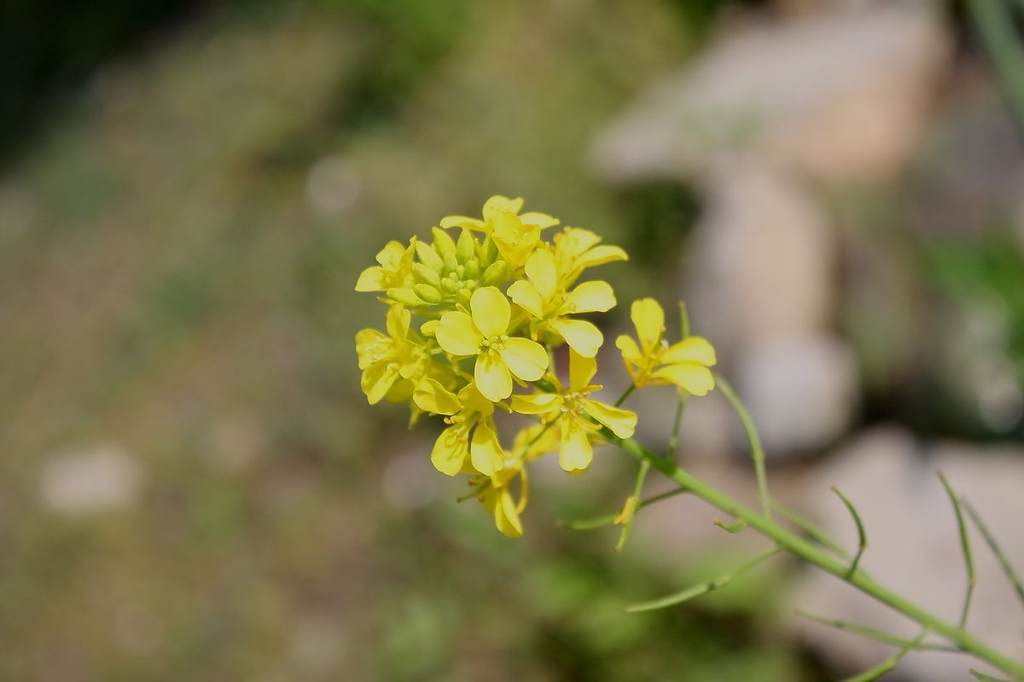 Brassica juncea