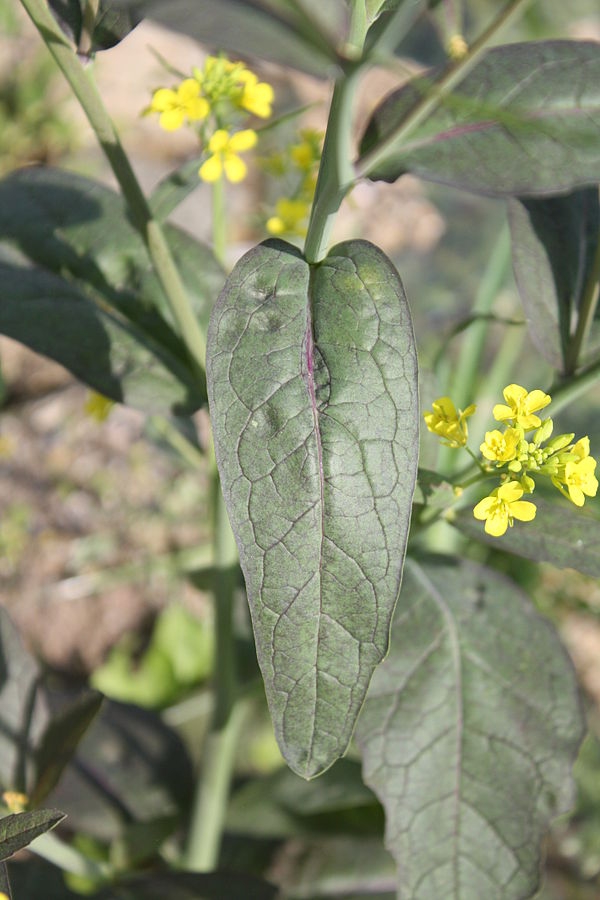 Brassica juncea