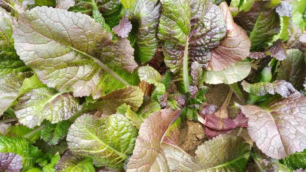 Brassica juncea leaves
