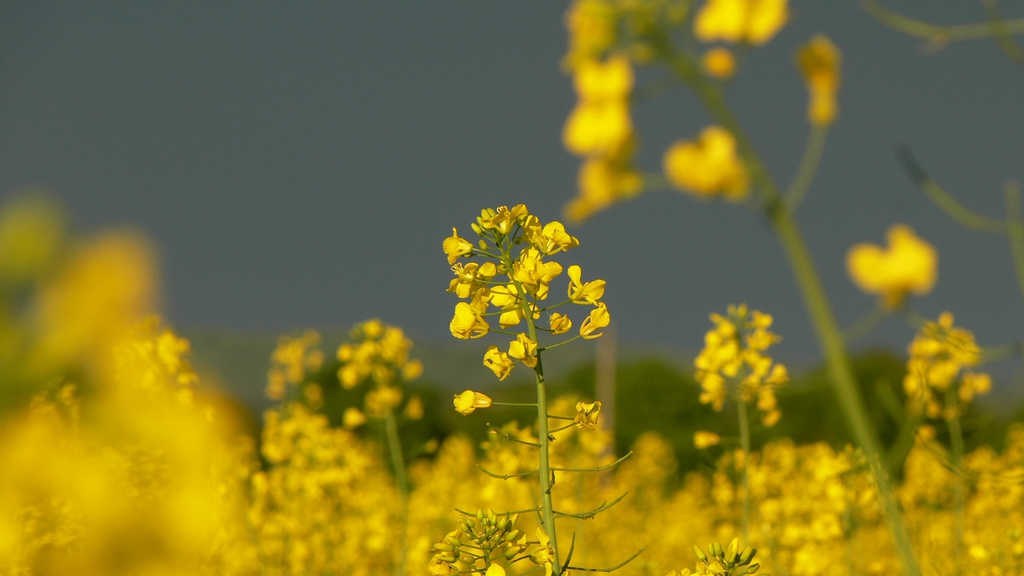 fields