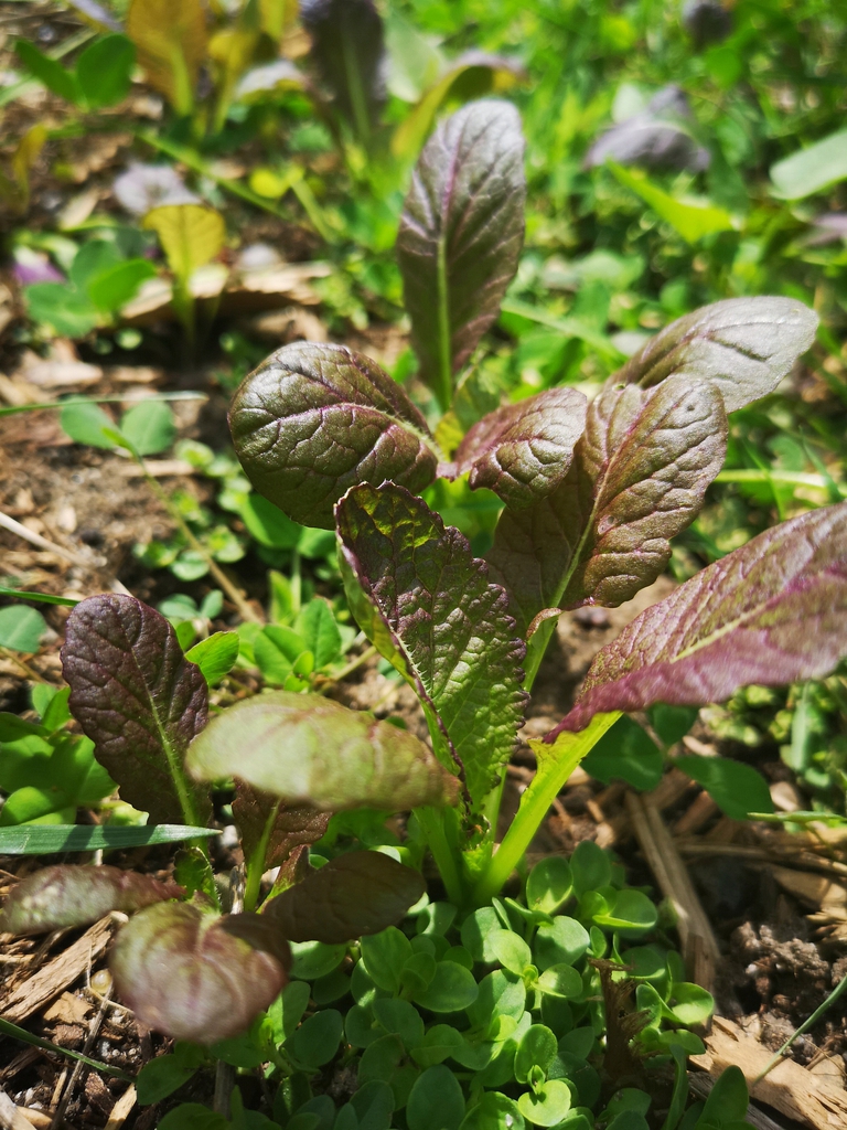 leaves