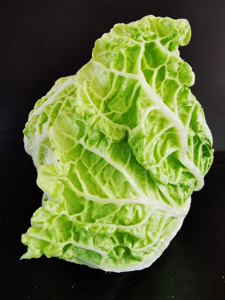 Brassica rapa (Pekinensis Group)