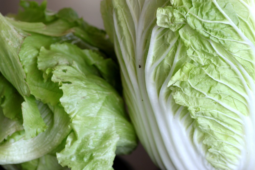 Brassica rapa (Pekinensis Group)
