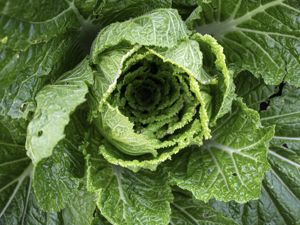 Brassica rapa (Pekinensis Group)
