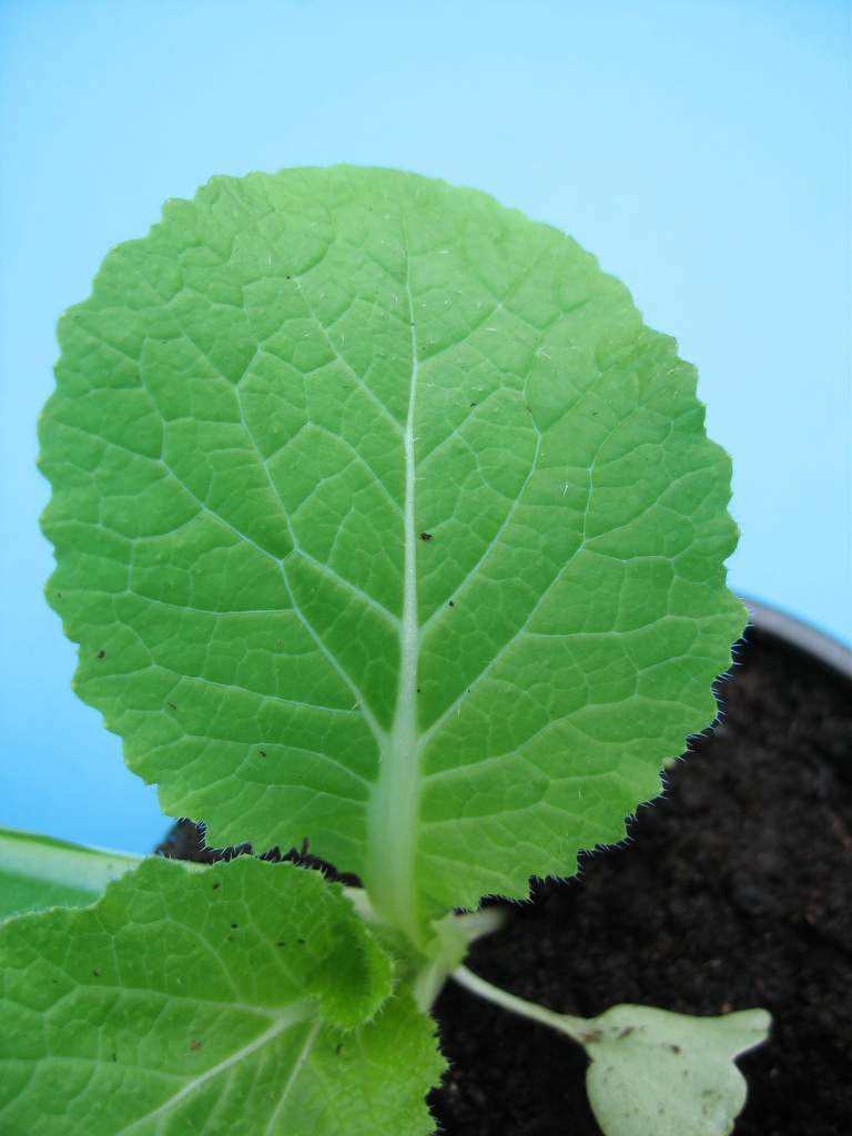 Brassica rapa (Pekinensis Group)