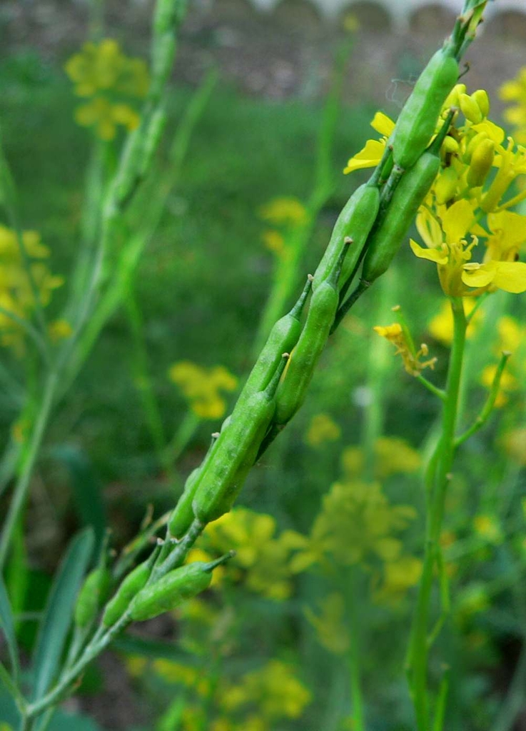 Green stem with fruits