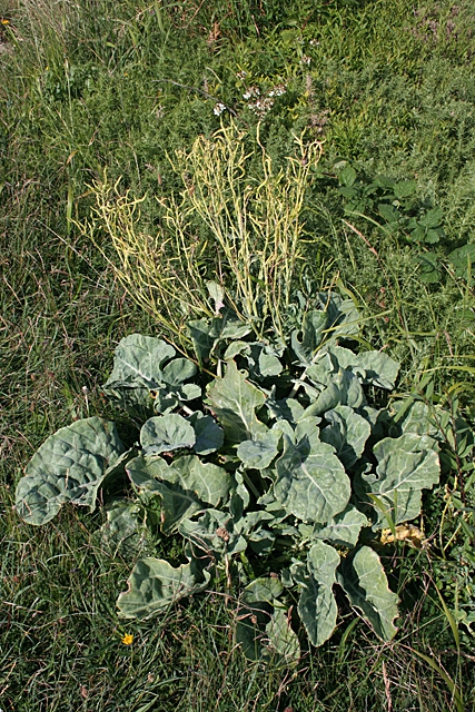 Brassica oleracea