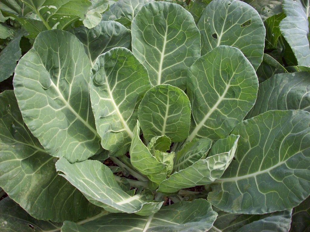collard greens form
