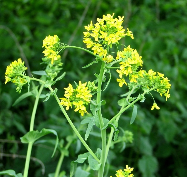 Brassica oleracea