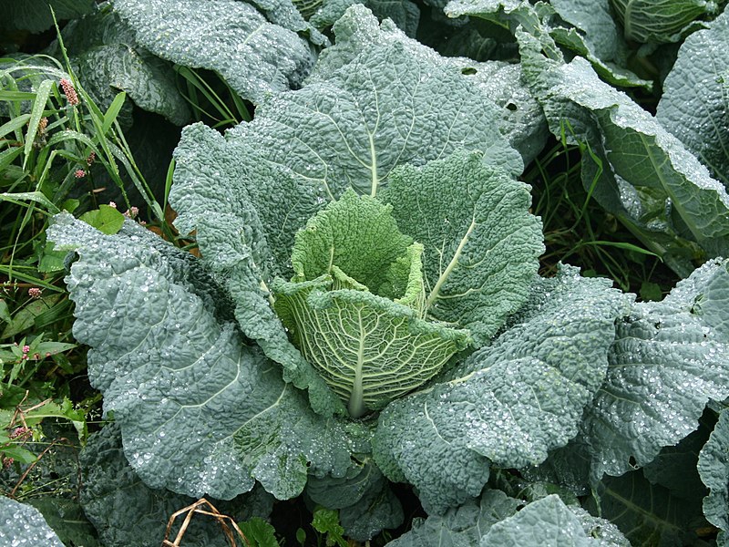 Young plant