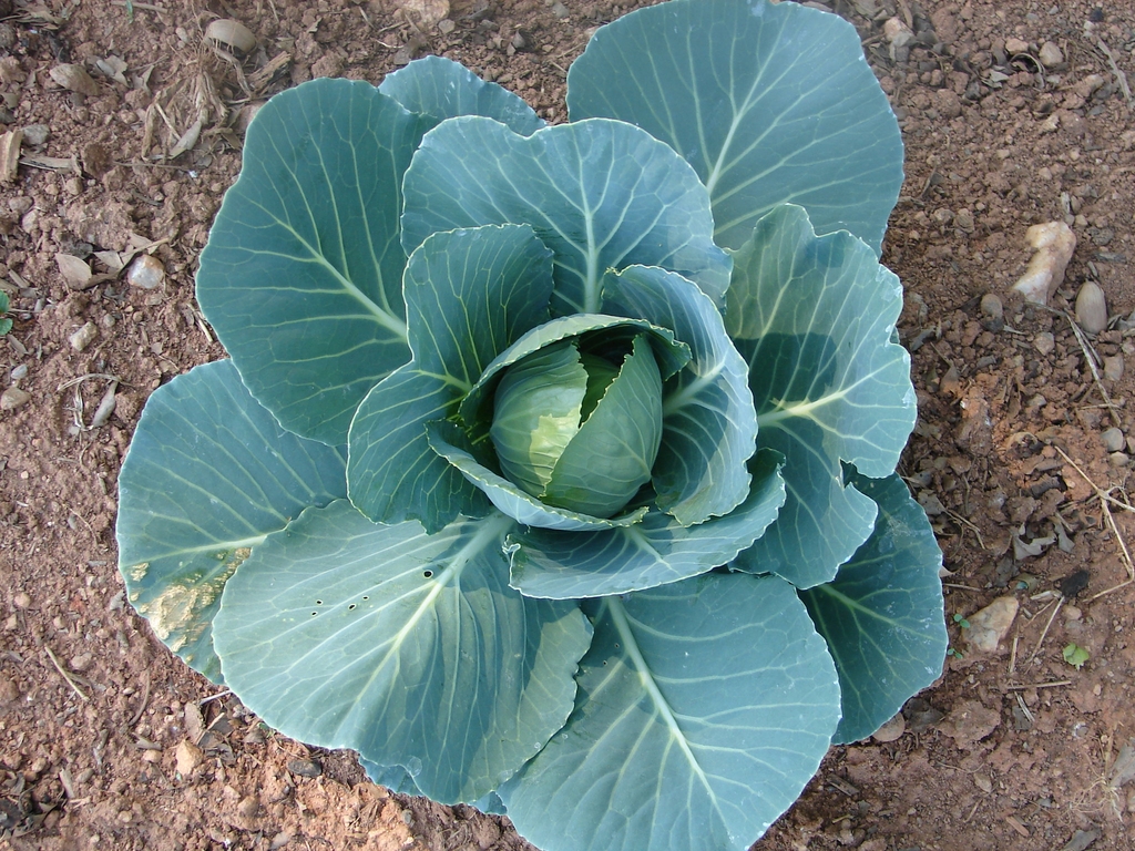 Young plant