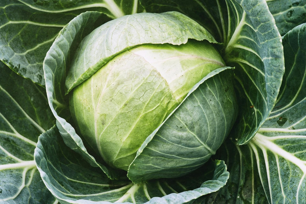 Mature green cabbage head