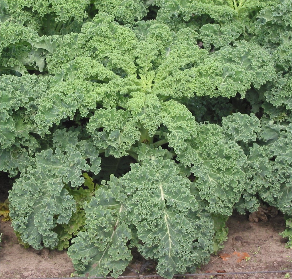 Mature kale plant with green curly leaves