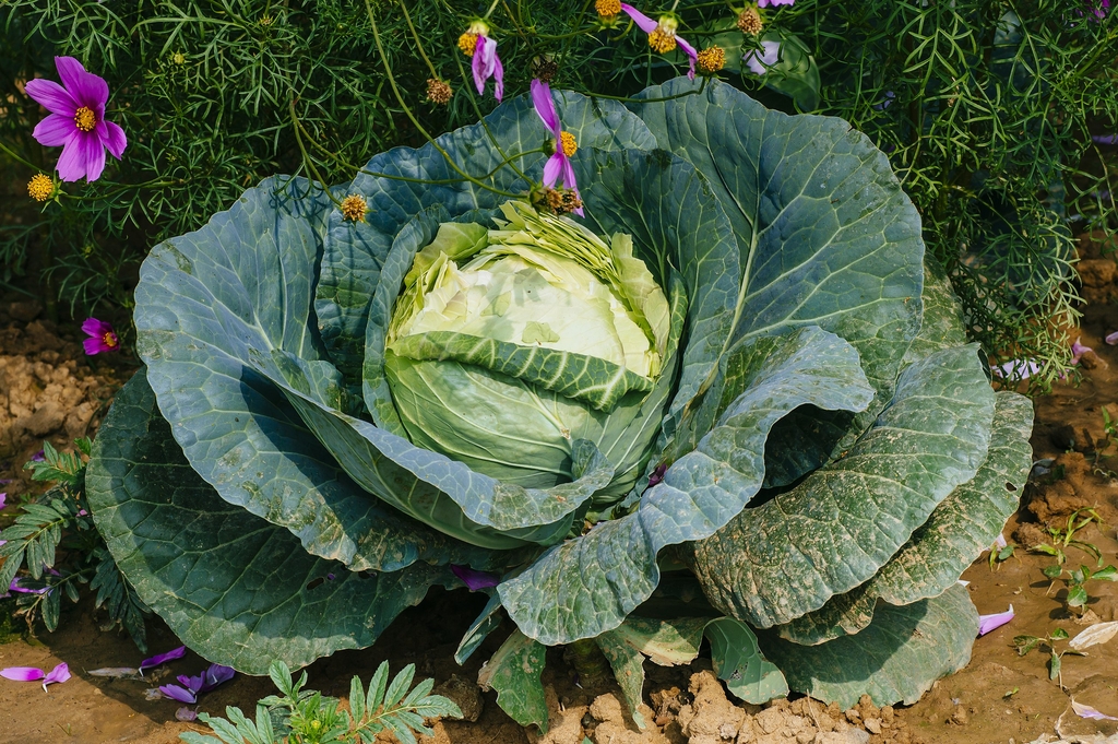 Entire plant of a cabbage with the head surrounded by leaves