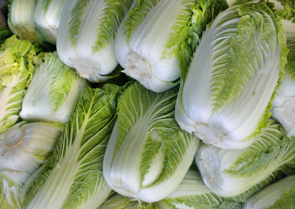 Harvested nappa cabbage