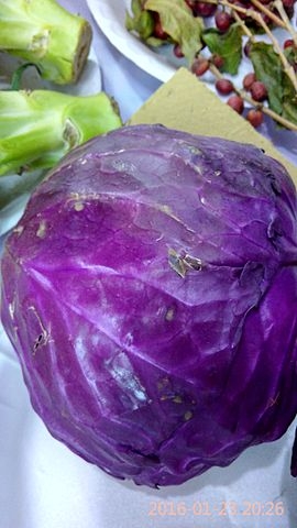 Red head of cabbage