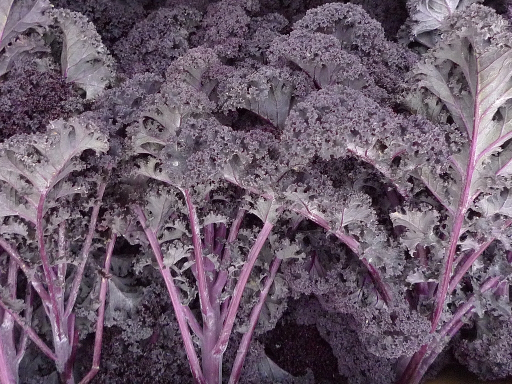 Mature plants of red curly kale