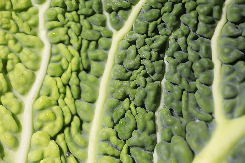 Close up of the crinkly leaf