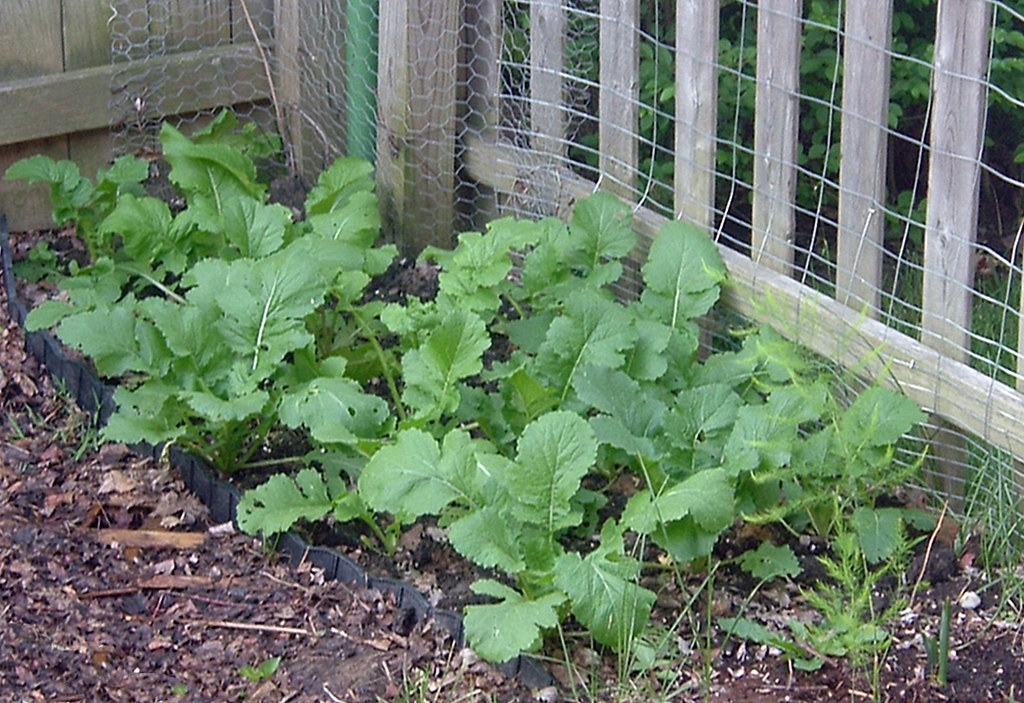 Brassica rapa (Rapifera Group)