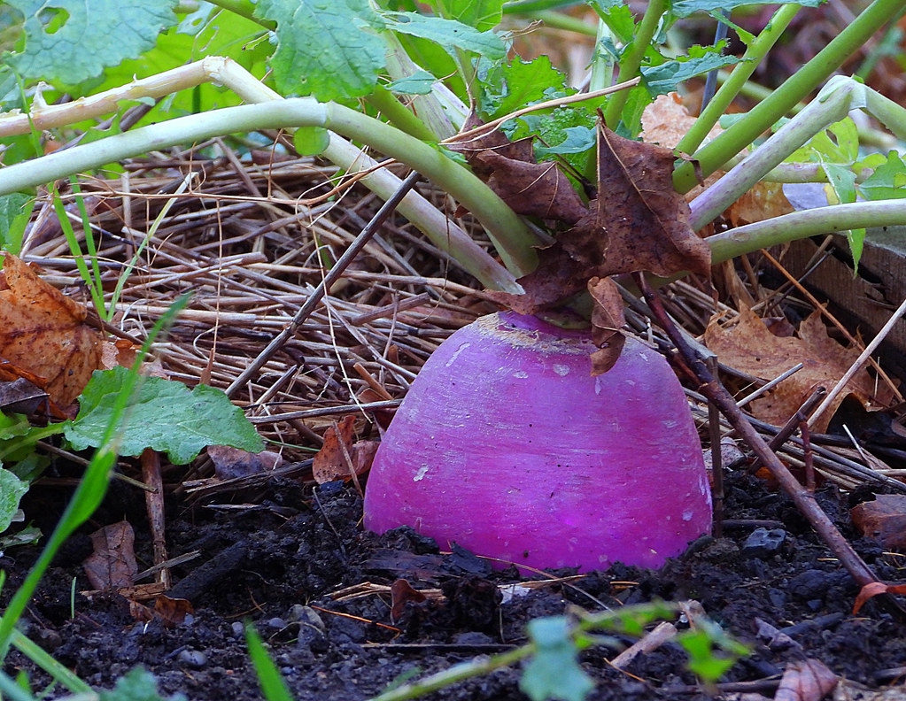 Brassica rapa (Rapifera Group)