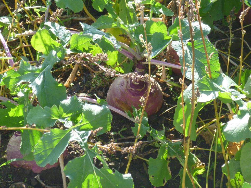 Brassica rapa (Rapifera Group)