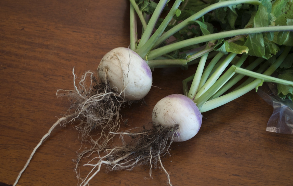 Brassica rapa (Rapifera Group)