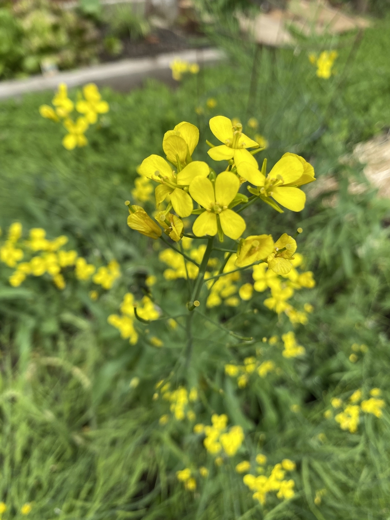 Brasscia rapa (Ruvo Group)