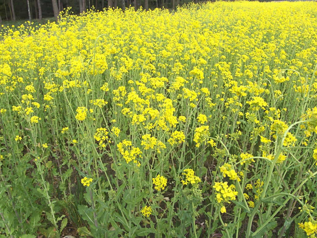 Form in bloom