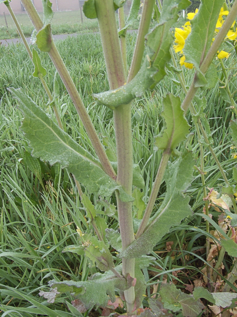 Stem and clasping leaves