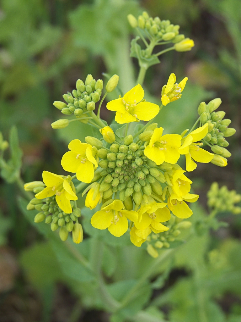 Close up of flower