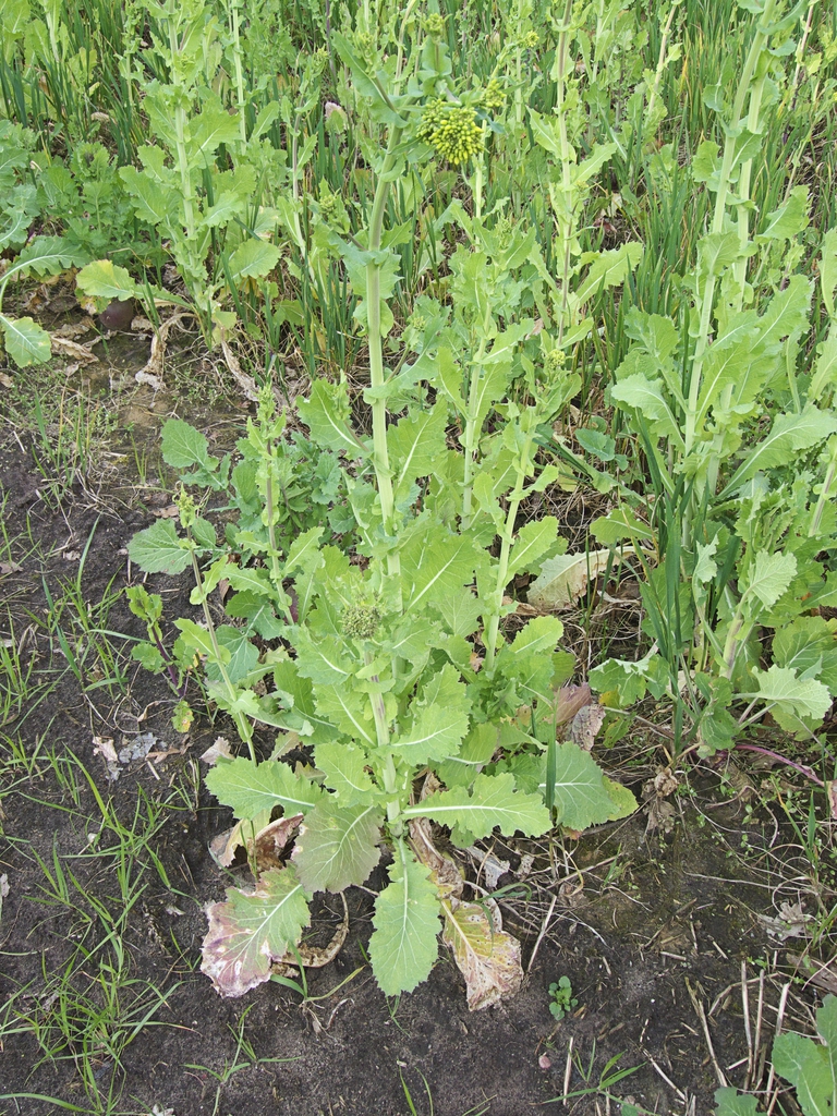 Stem with upper and lower leaves