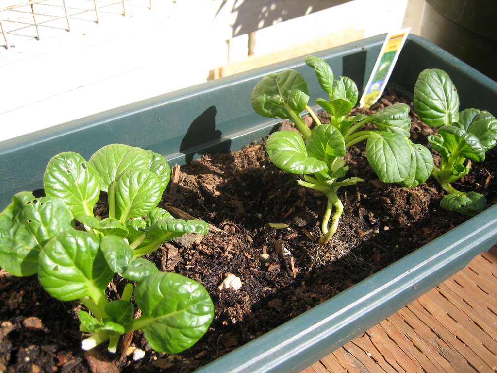 Young plants growing in a container