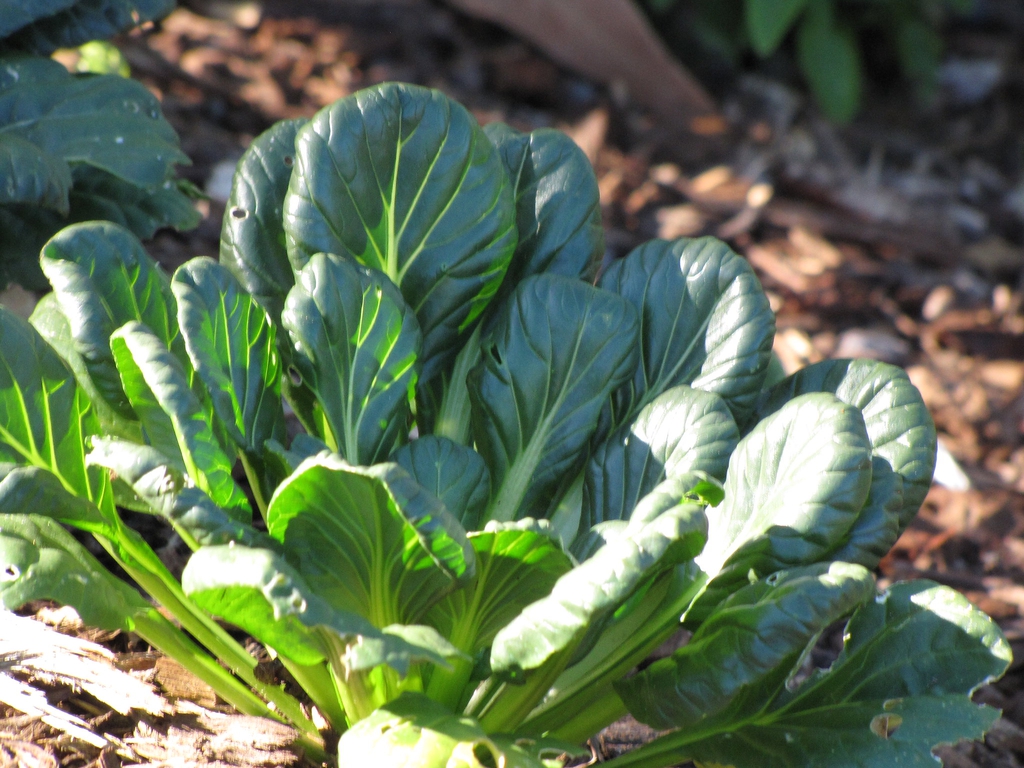 Brassica rapa var. rosularis